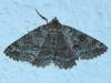 Ascotis fortunata